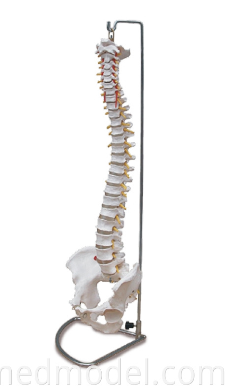 Vertebral Column with Pelvis